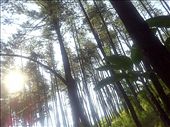 forest tree in the morning: by shoots, Views[290]