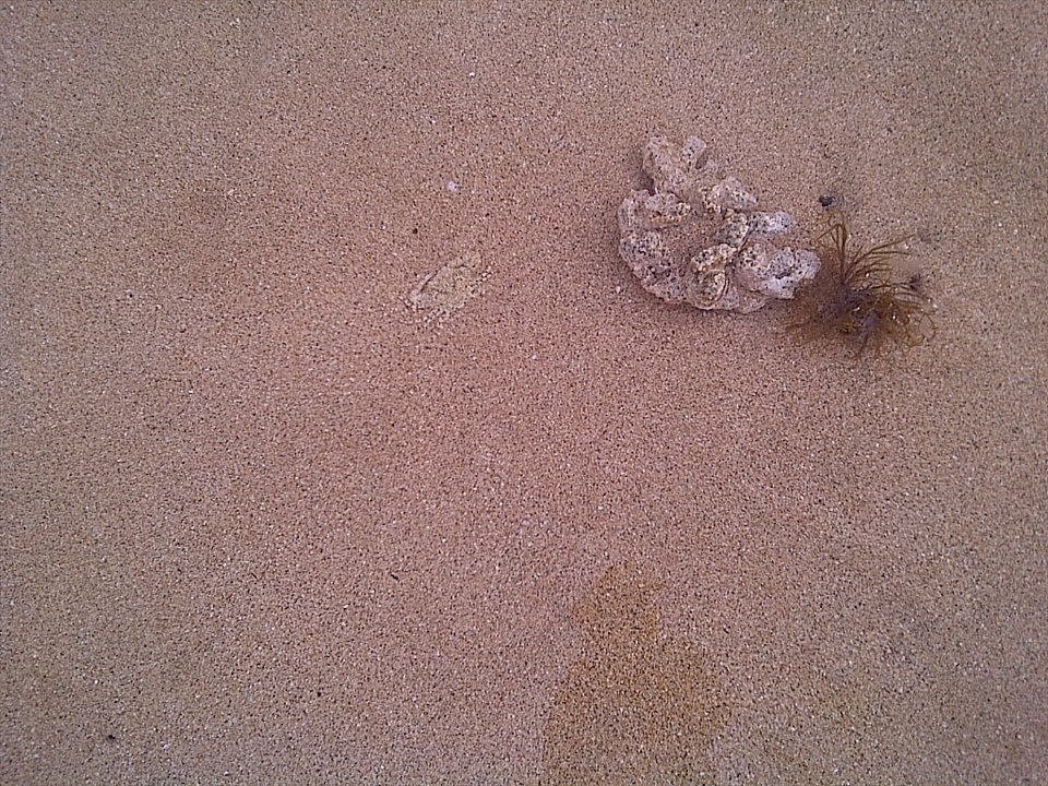 a small crab pretend to be like sand, how good it is 