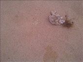 a small crab pretend to be like sand, how good it is : by shoots, Views[267]