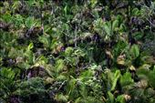 Caribbean Green: by shortyadamk, Views[227]