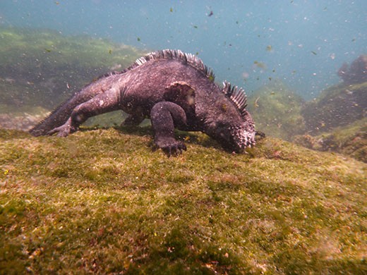 Marine iguana battle cold waters, waves and currents to feed at low tide.