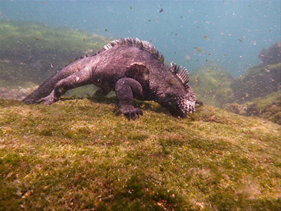 Marine iguana battle cold waters, waves and currents to feed at low tide.