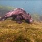 Marine iguana battle cold waters, waves and currents to feed at low tide. by: shutter-shadow Views[375]