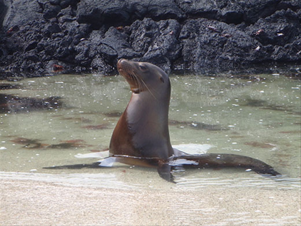 A male seal sizes up tourists as he arrives on the beach. Who is watching whom?