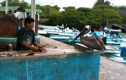 The days catch is filleted under watchful eye of a pelican who awaits his lunch.