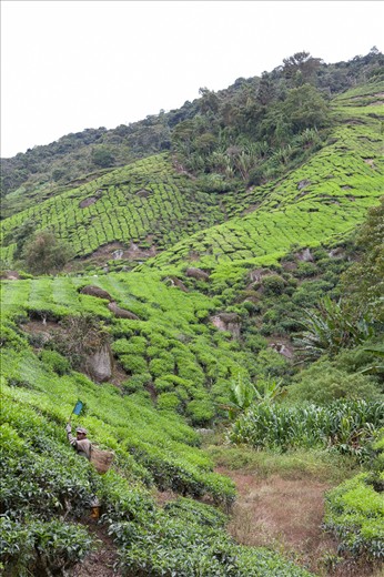 Tea plantation worker harvesting crop with a monumental task ahead.  Cameron Highlands - Malaysia.