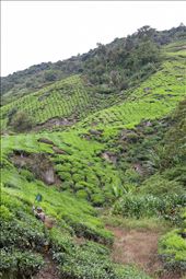 Tea plantation worker harvesting crop with a monumental task ahead.  Cameron Highlands - Malaysia.: by si-guy, Views[464]
