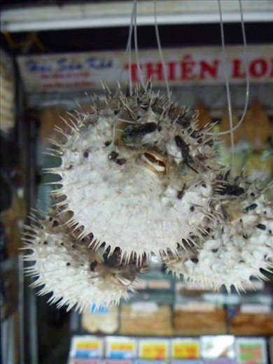 In China, these great (dried) puffer fish were hanging EVERY WHERE in a market