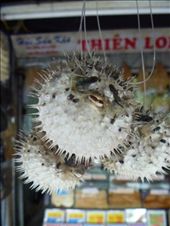In China, these great (dried) puffer fish were hanging EVERY WHERE in a market: by sianmercel, Views[387]