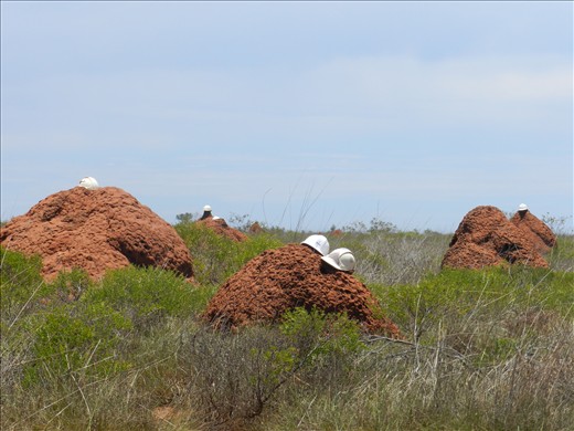 Hard hats that have meen moulded into the ant hills