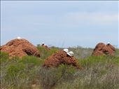 Hard hats that have meen moulded into the ant hills: by sianmercel, Views[628]