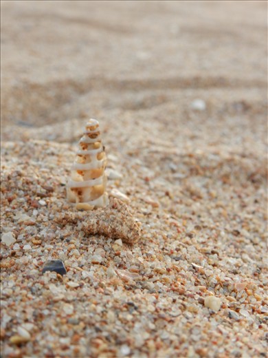 my favorite shells. the little spiral ones that have broken