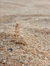 my favorite shells. the little spiral ones that have broken: by sianmercel, Views[168]