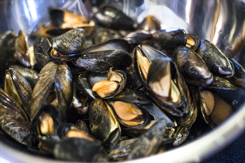 The Fresh mussels