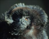 by sicorleone, Views[231]