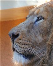 by sicorleone, Views[283]