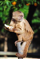 by sicorleone, Views[264]