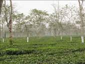 Assam tea: by siddharth_2302, Views[105]