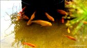 A culture of golden fishes at the Singapore Horticultural park. Attracted by the coolness of the roots of the plants planted on the surface of the water, the fish seem anchored to an invisible leash around the roots: by siddharthvishwanath, Views[350]