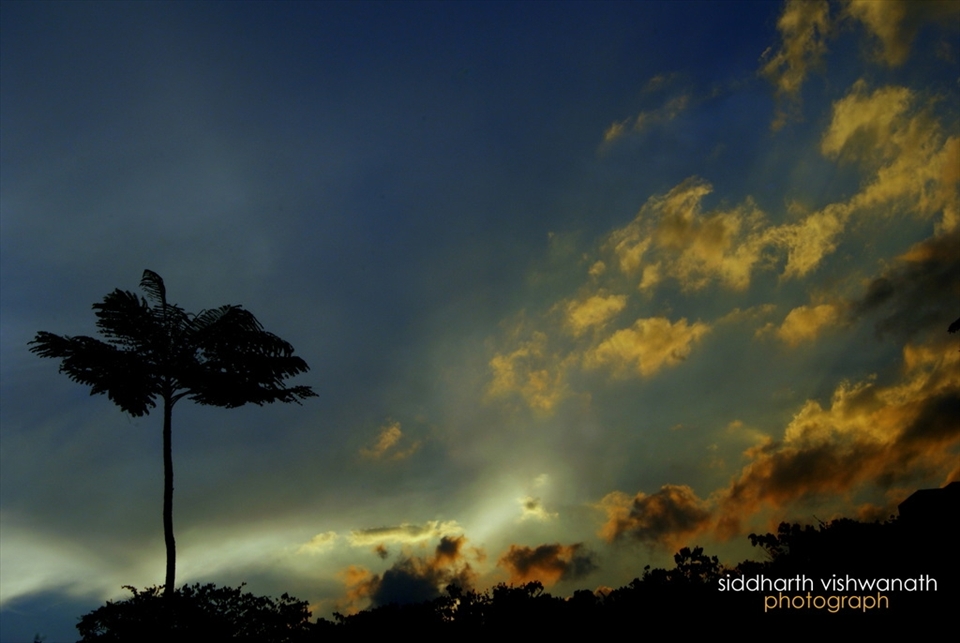 A tree braving an upcoming storm at the Singapore Horticultural park, Singapore.