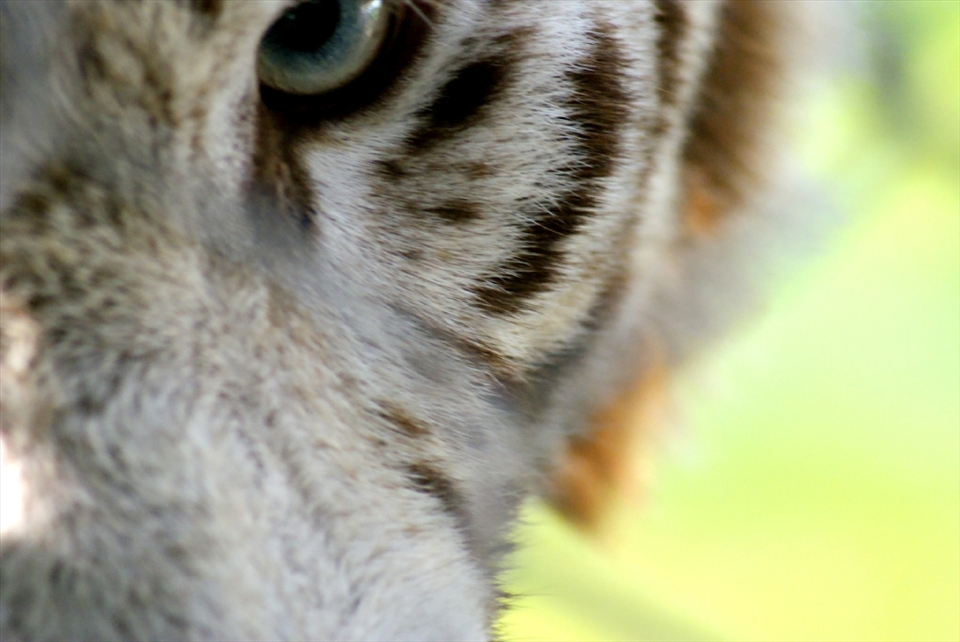A magnificent white tiger at the Singapore zoo. Captured at noon. Look straight into his eyes and tell me you didn't shake a little inside