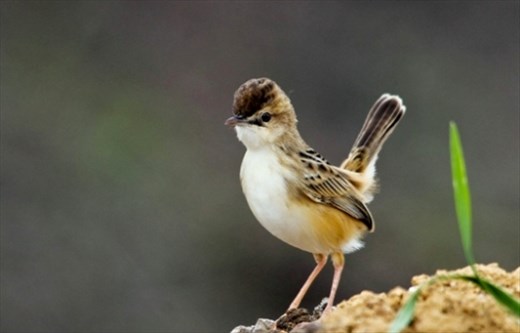 Zitting Cisticola in alert guarding its territory