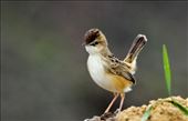 Zitting Cisticola in alert guarding its territory: by sidiqpambudi, Views[182]