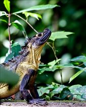 Hydrosaurus amboinensis, largest agamid lizard in the world: by sidiqpambudi, Views[642]