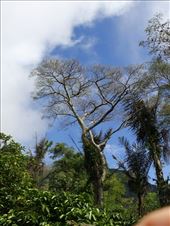 Albizia chinensis, one of building materials: by sidiqpambudi, Views[227]