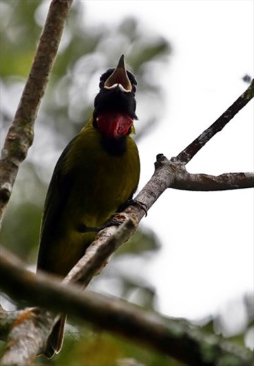Pachycephala nudigula (Bare-throated whistler), endemic bird of Flores island