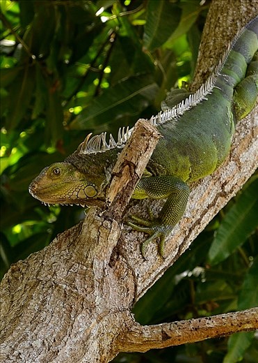 Iguana