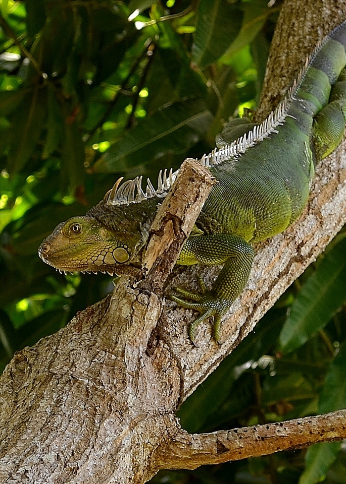 Iguana