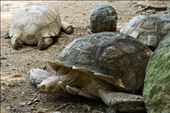 Tortoise: by sierraphotography, Views[350]