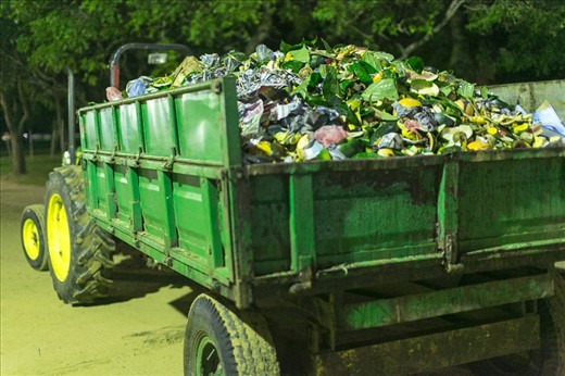After the offering, the fruits are consumed by the pilgrims, and the leftovers are trashed.
You can surely imagine the number of offerings from the volume of garbage collected daily.