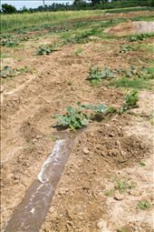 The war ended 4 years ago, and with peace, development from the south has been slowly trickling in to nourish this parched land – but there is still much more to be done.: by sifaan, Views[467]