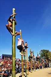 Greased Bamboo Pole Climbing: by sikkim, Views[700]