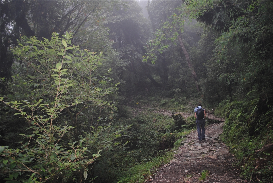 The trekking is started/ into the jungle