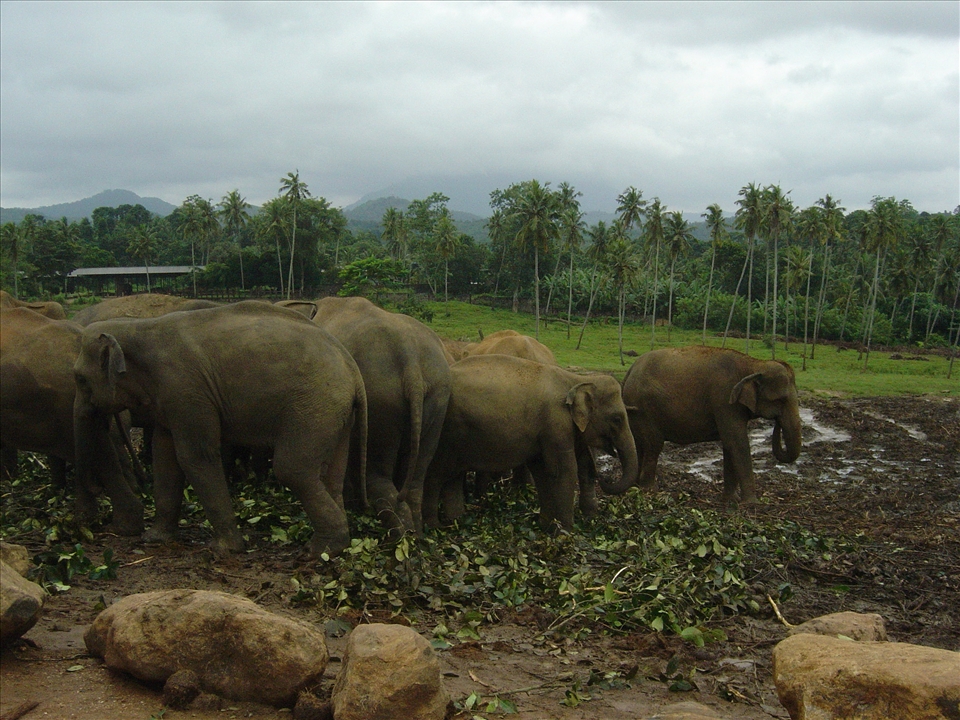 Wild Sri Lanka: elephants getting ready for a bath