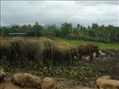 Wild Sri Lanka: elephants getting ready for a bath: by silviaemilia, Views[300]