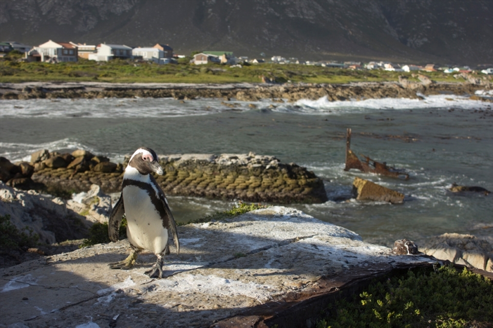 An African Penguin basks contentedly in the fading sunlight at Stony Point, one of two mainland penguin breeding colonies in South Africa and a peaceful safe-haven for these endangered seabirds. The ruins of a pump house the penguin is standing on and the old slipway in the background remind us that such scenes were unimaginable almost a century ago, when Stony Point was a busy whaling station processing 300 whales annually for oil. 