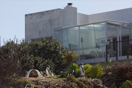 Stony Point is fringed by the residential area of the coastal town of Betty’s Bay, creating an encouraging if incongruous impression of wildlife and humans co-existing in apparent harmony. Volunteers helped set up numerous artificial nest boxes around the site a decade ago, which has helped to substantially boost numbers at this colony, and the suburban backdrop probably restricts access of numerous terrestrial predators to the penguins.