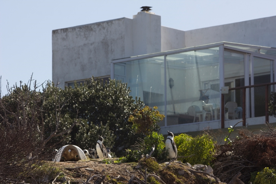 Stony Point is fringed by the residential area of the coastal town of Betty’s Bay, creating an encouraging if incongruous impression of wildlife and humans co-existing in apparent harmony. Volunteers helped set up numerous artificial nest boxes around the site a decade ago, which has helped to substantially boost numbers at this colony, and the suburban backdrop probably restricts access of numerous terrestrial predators to the penguins.