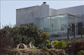 Stony Point is fringed by the residential area of the coastal town of Betty’s Bay, creating an encouraging if incongruous impression of wildlife and humans co-existing in apparent harmony. Volunteers helped set up numerous artificial nest boxes around the site a decade ago, which has helped to substantially boost numbers at this colony, and the suburban backdrop probably restricts access of numerous terrestrial predators to the penguins.: by silviakirkmanjournal, Views[258]