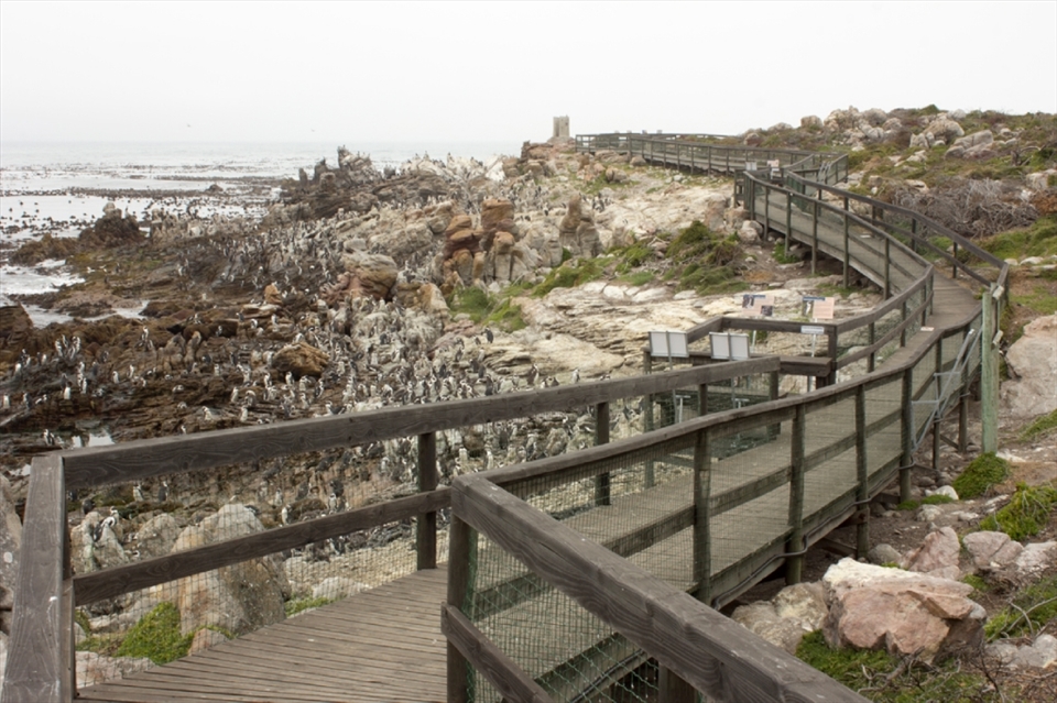 A sturdy boardwalk weaves its way through the penguin colony, welcoming tourists to experience a day in the life of the African Penguin up close and personal, without causing damage to the sensitive area. The protection of this colony is vital because Stony Point is one of a few successful breeding colonies for this species, which has experienced a 97% drop in global population numbers over the last 80 years.