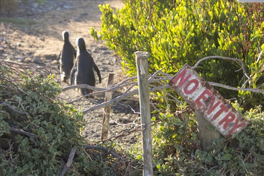 This ramshackle fence at Stony Point seems to symbolize the often unclear interface between humans and wildlife, as the areas available for wildlife outside of human habitation diminish. The co-existence of penguins and humans at Stony Point is not without problems, but fortunately there are people who always search for solutions. 