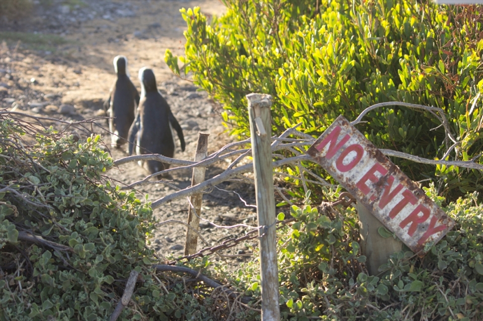 This ramshackle fence at Stony Point seems to symbolize the often unclear interface between humans and wildlife, as the areas available for wildlife outside of human habitation diminish. The co-existence of penguins and humans at Stony Point is not without problems, but fortunately there are people who always search for solutions. 