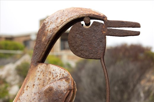 This African Penguin sculpture at the entrance to the colony is dedicated to all oiled and injured penguins, including the many thousands that were oiled in 2000 when a large tanker sank close to another important breeding site. Continued success of the Stony Point colony, which is away from major shipping lanes, should ensure that this commemoration does not embody this species (the only one of 18 penguin species globally that occurs on and around the African continent) in its entirety one day.