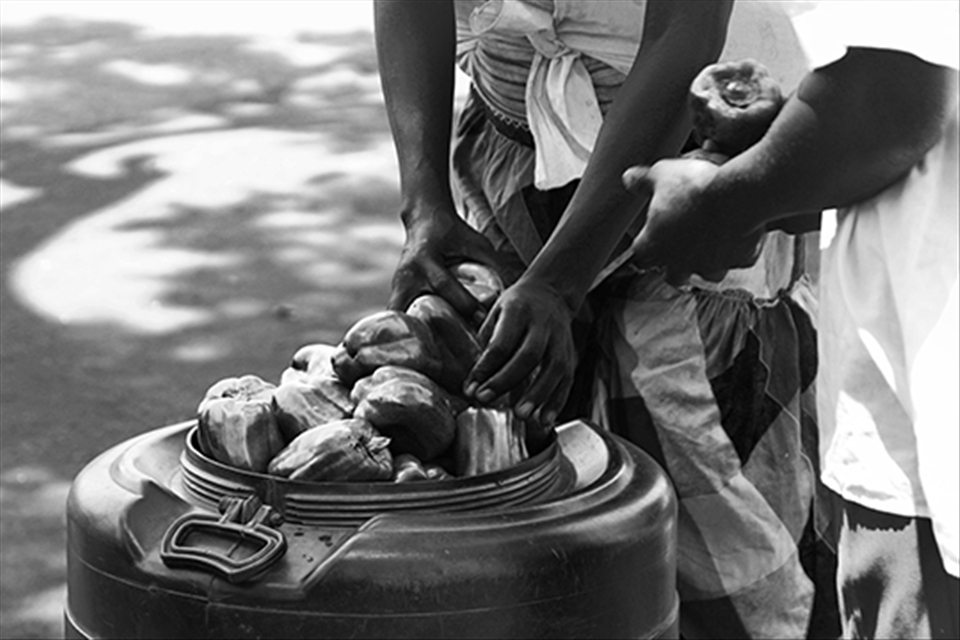 Packaging – cultivated crop must be well prepared for transport to markets.