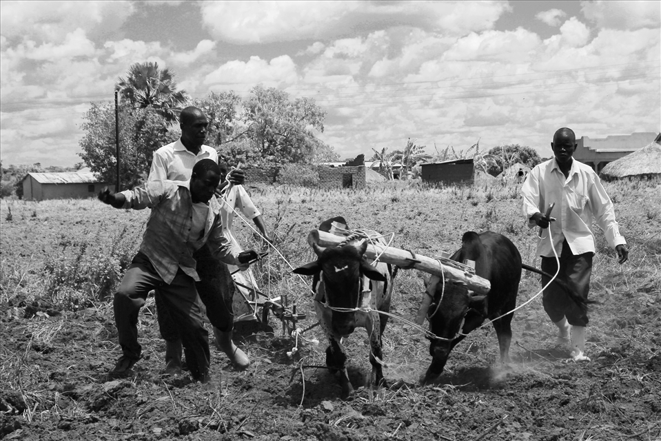 Production – Villagers use their oxen to better grow food in their fields