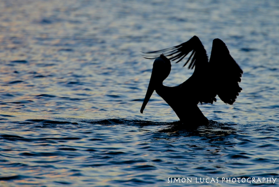 The Humble yet Majestic Pelican. The BVIs has some amazing animals on display. From shy lizards to tropical fish. One of the most recognizable is the Pelican. It is amazing to watch them working an area and dive bombing various schools of fish. Each bird will have many attempts before they are successful. This photo is of a pelican drying it wings after a successful dive. I chose the photo because for me the Pelican will always remind me of my time there, both the hours watching them in the isolated beaches but also because of the connection it has with both the land, sea and sky. Which I can relate to.
